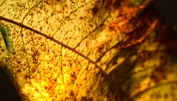 Botanical details found on a simple leaf. Photo: NSIRC / James Brookman