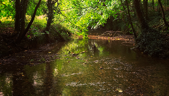 River Granta, wild and winding by Granta Park. Photo: NSIRC / James Brookman 